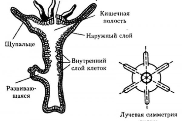 Регистрация кракен