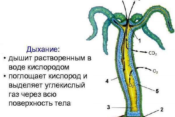 Кракен шоп krakenwebs org